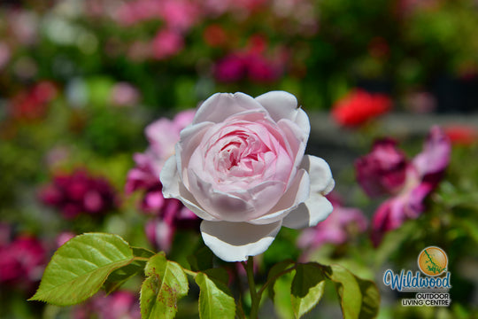 Parfuma® Earth Angel™ - Kordes® Roses
