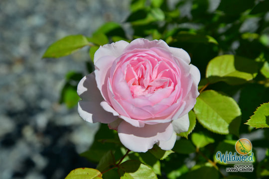Parfuma® Earth Angel™ - Kordes® Roses