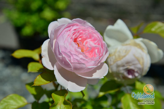 Parfuma® Earth Angel™ - Kordes® Roses