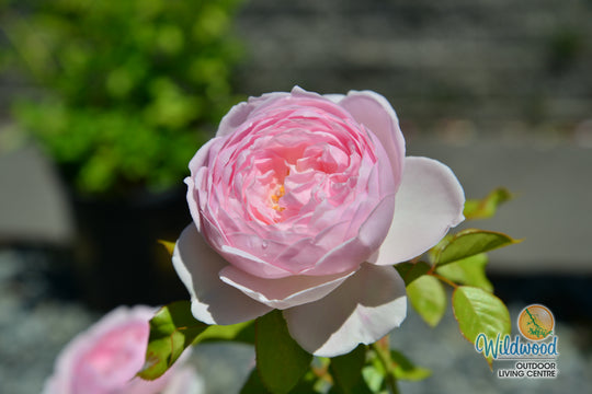 Parfuma® Earth Angel™ - Kordes® Roses
