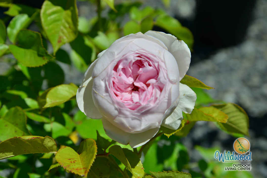 Parfuma® Earth Angel™ - Kordes® Roses