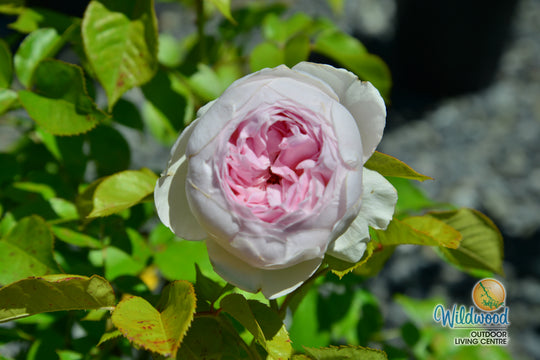 Parfuma® Earth Angel™ - Kordes® Roses