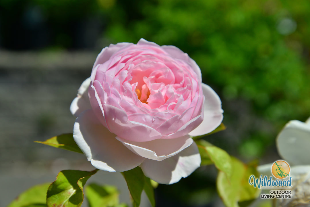 Parfuma® Earth Angel™ - Kordes® Roses