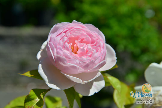 Parfuma® Earth Angel™ - Kordes® Roses