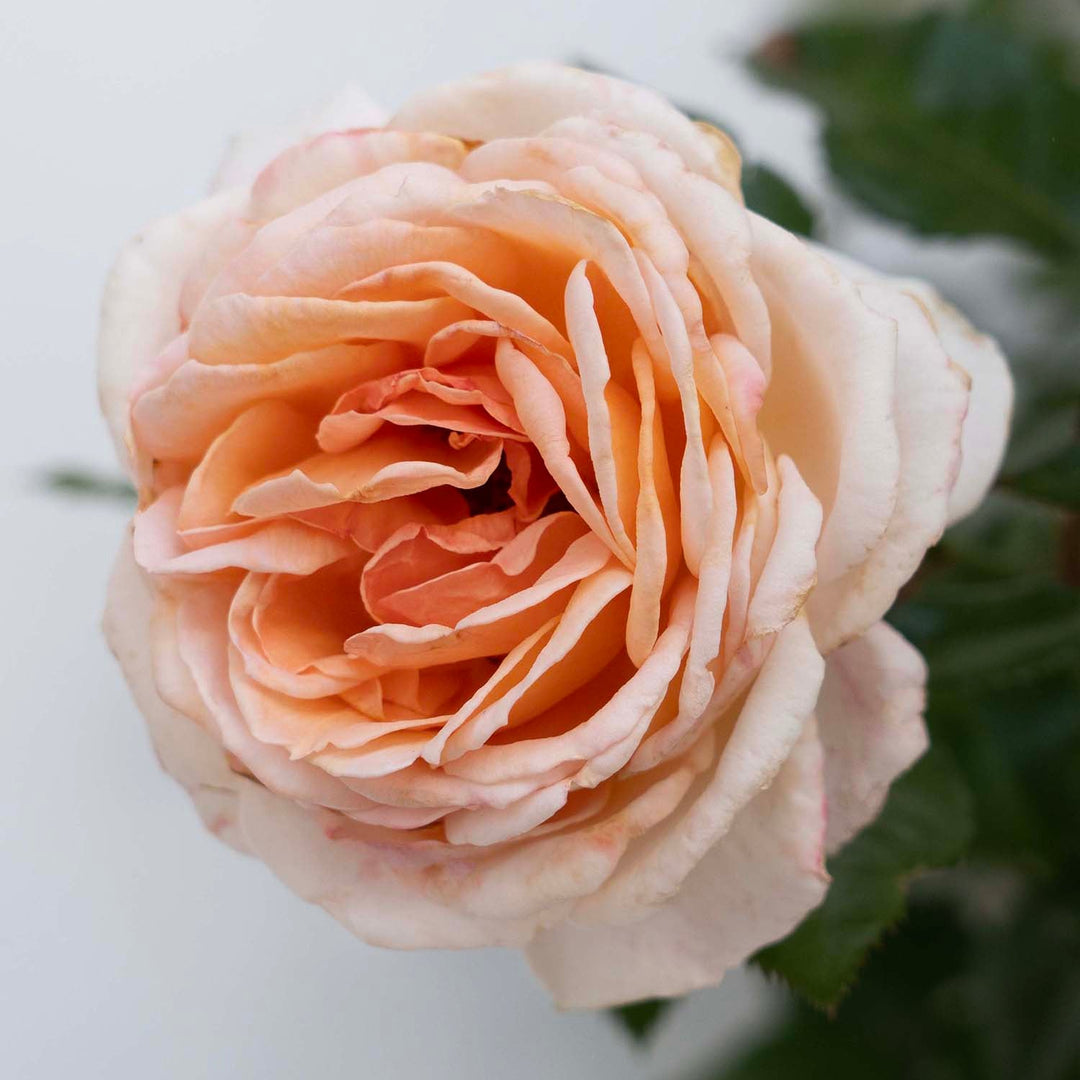 White Parfuma Roses Parfuma® Sunrise - Kordes® Roses – Wildwood Outdoor Living