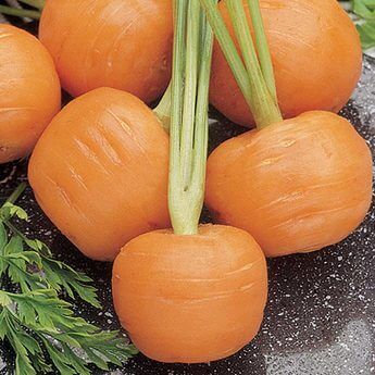 Carrot Parisian International - Aimers Seeds