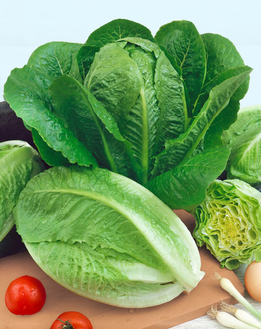 Lettuce Salad Collection Jumbo - Ontario Seed Company