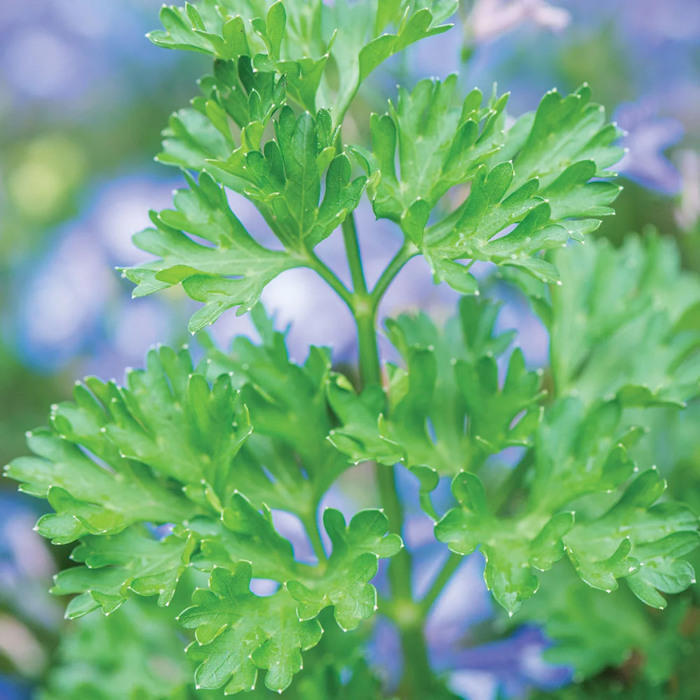 Parsley Extra Curled Dwarf - Burpee