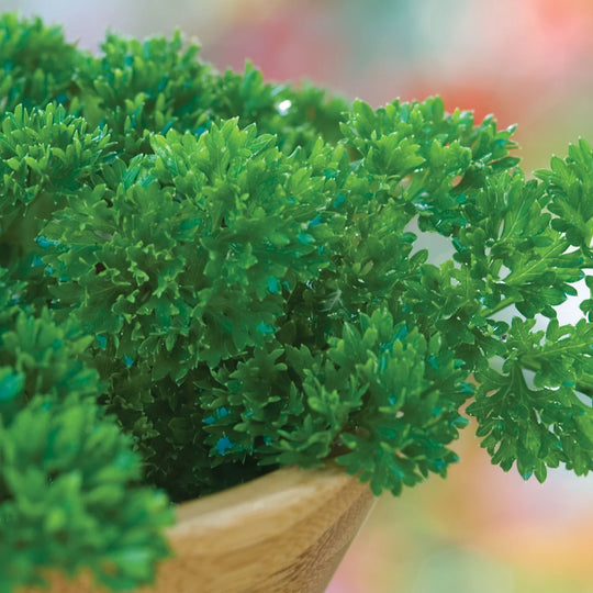 Parsley Extra Curled Dwarf - Burpee