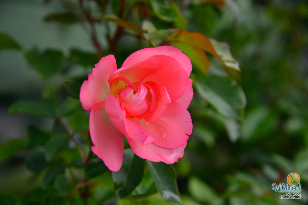 Passionate Kisses® - Star Roses and Plants