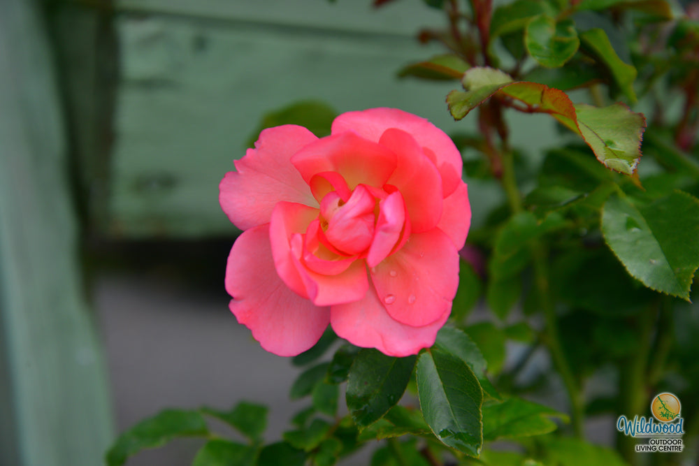 Passionate Kisses® - Star Roses and Plants