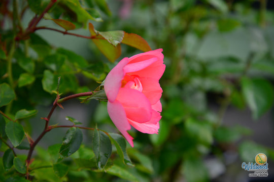 Passionate Kisses® - Star Roses and Plants