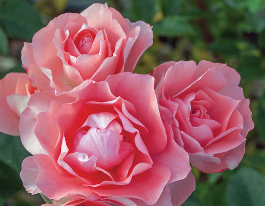 Passionate Kisses® - Star Roses and Plants