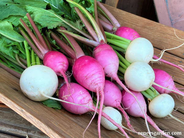 Baby Turnip Pastel Duo - Renee's Garden