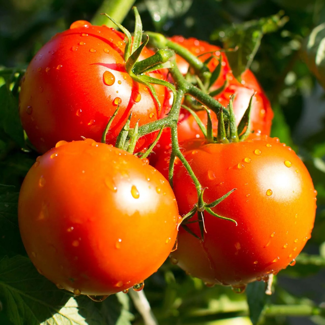 Tomato Patio - Pacific Northwest Seeds