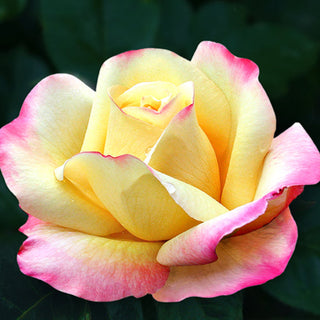 Peace - Star Roses and Plants