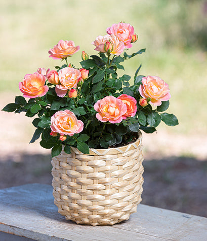 Peach Sunblaze Miniature - Star Roses and Plants
