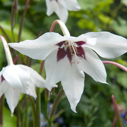 Acidanthera - Peacock Flower, Bicolor Murilea, BONUS 25 Pack