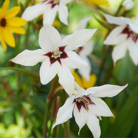 Acidanthera - Peacock Flower, Bicolor Murilea, BONUS 25 Pack