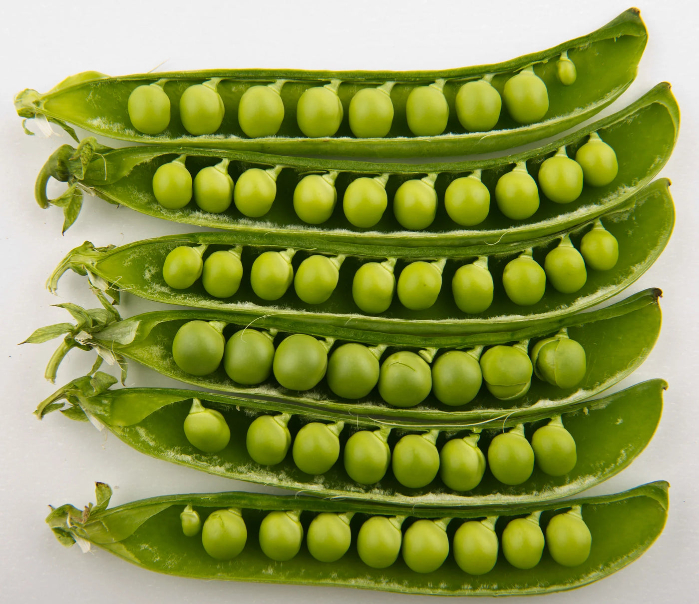 Peas Homesteader - Pacific Northwest Seeds