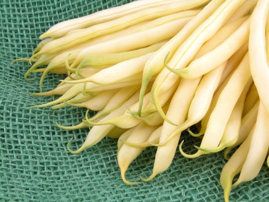 Beans Pencil Pod Black Wax Jumbo - Ontario Seed Company