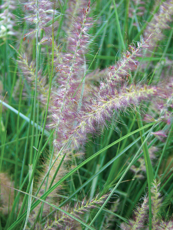 Fountain Grass - Karley Rose, 1 Pack