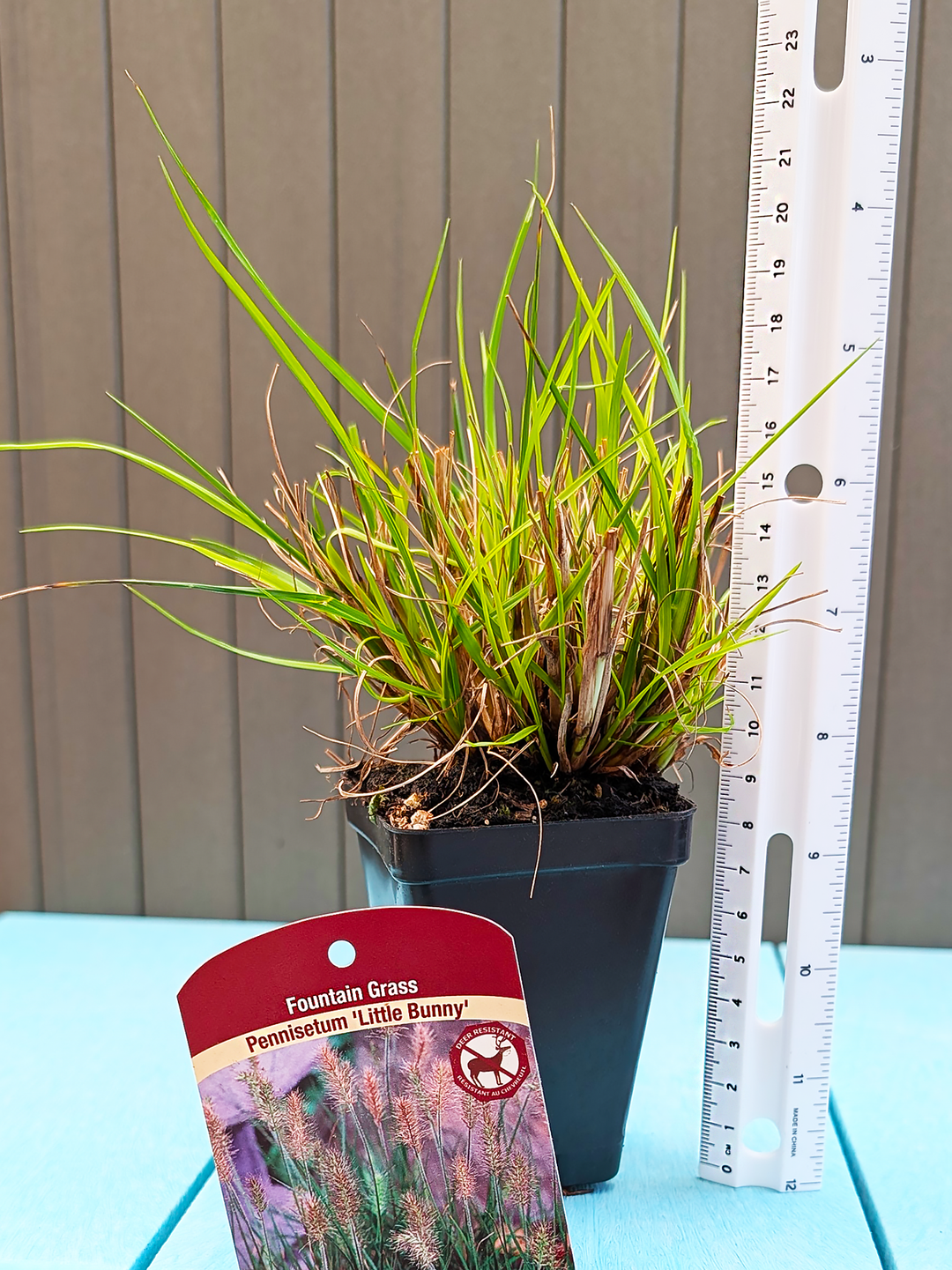 Pennisetum_LittleBunny