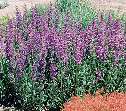 Penstemon Rocky Mountain - Ontario Seed Company