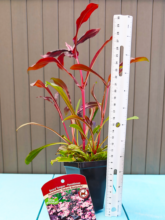 Penstemon_DakotaBurgundy