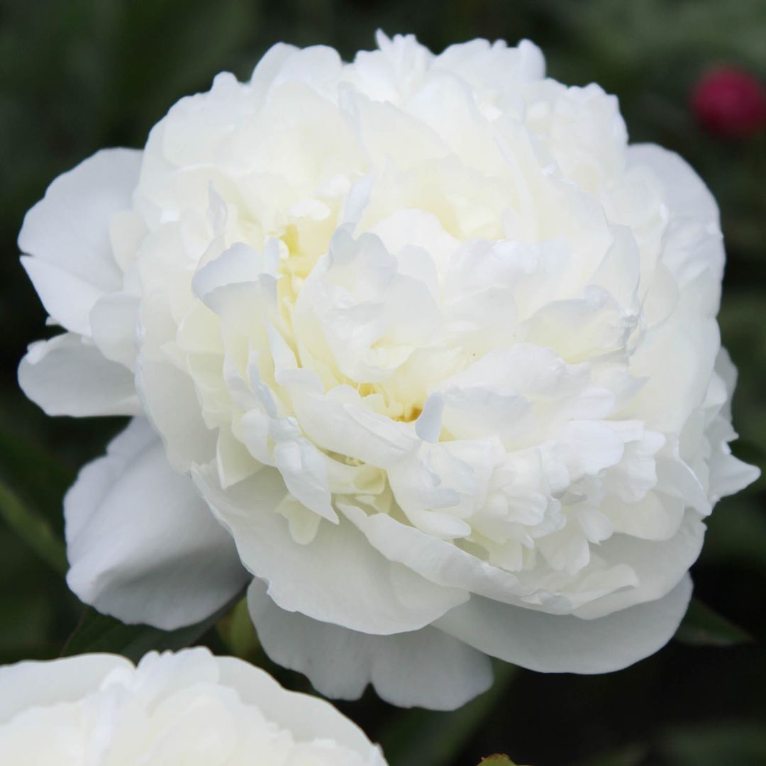 Peony - Duchesse de Nemours