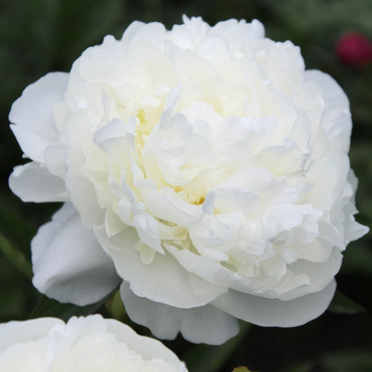 Peony - Duchesse de Nemours | Fall Planting Roots