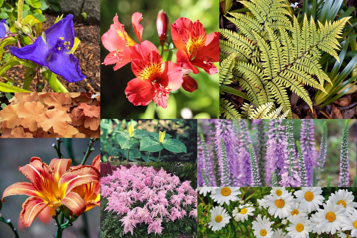 Asiatic Lily Mix | Bonus Pack | Spring Planting Bulb – Wildwood