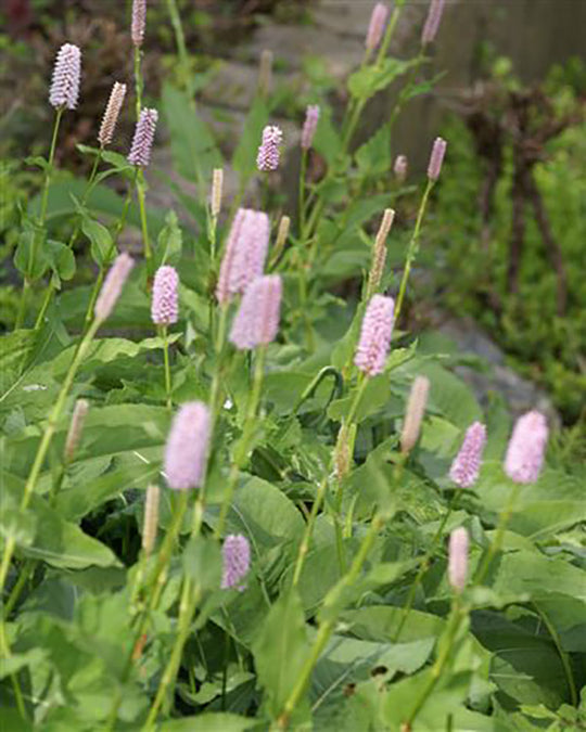 Persicaria Bistorta - Superba, 1 pack