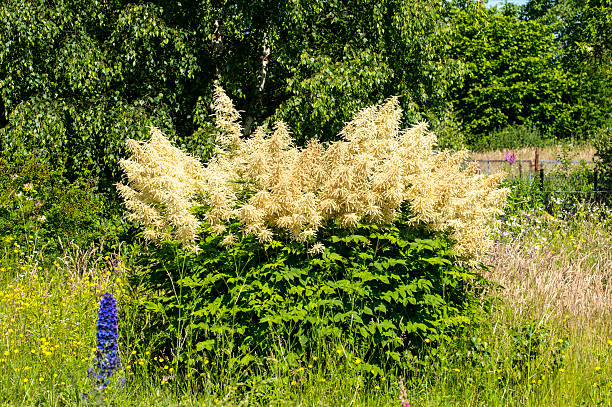 Persicaria polymorpha, 1 pack