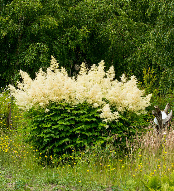 Persicaria polymorpha, 1 pack