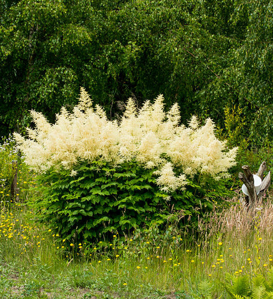 Persicaria polymorpha, 1 pack