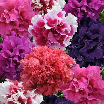 Petunia Double Glorious Mix - Pacific Northwest Seeds