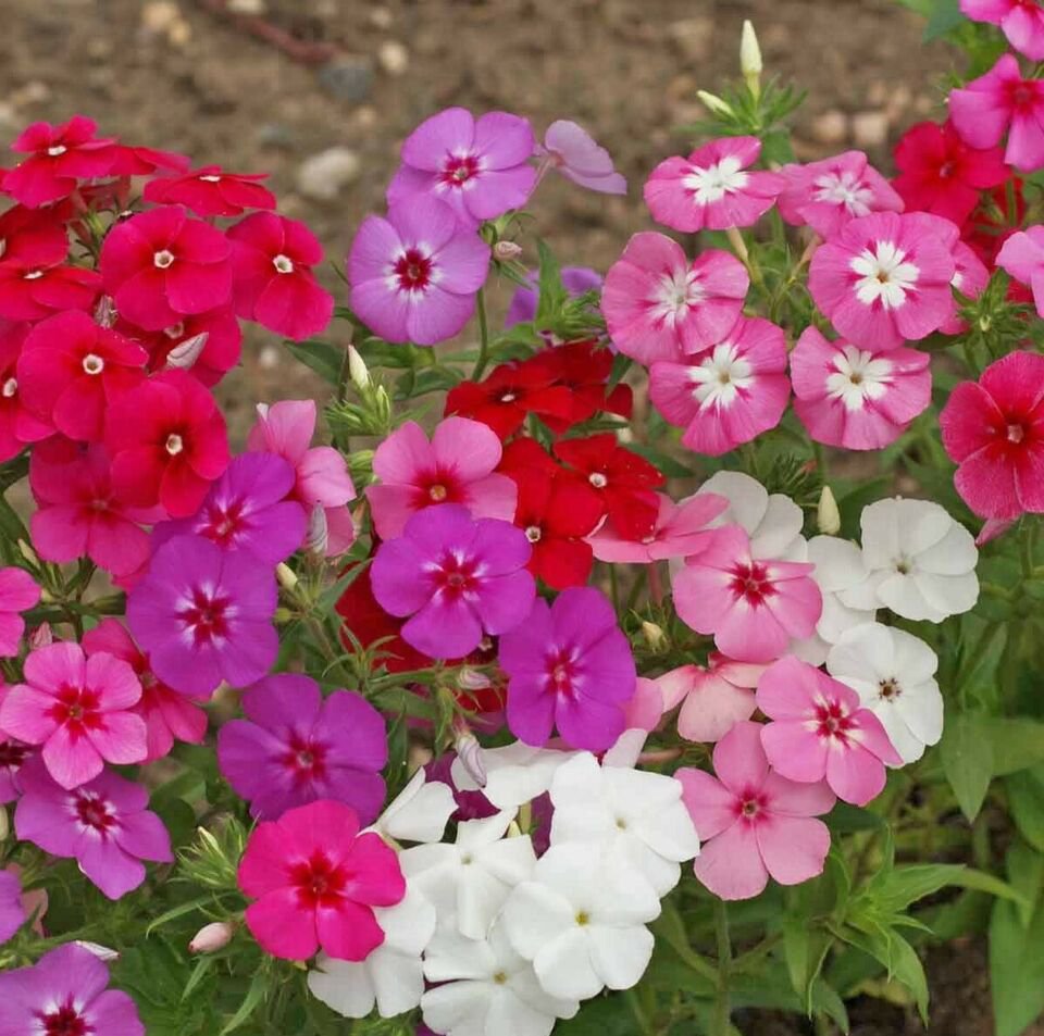 Petunia Dwarf Mix - Pacific Northwest Seeds