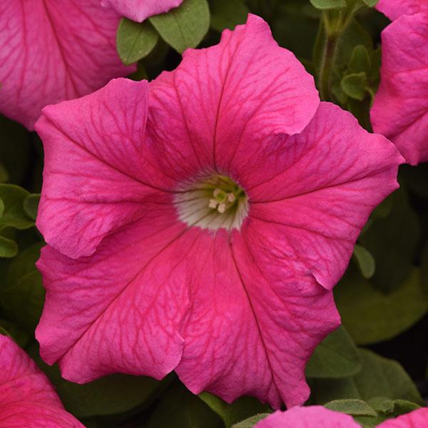 Petunia Pink Super Cascade - Pacific Northwest Seeds