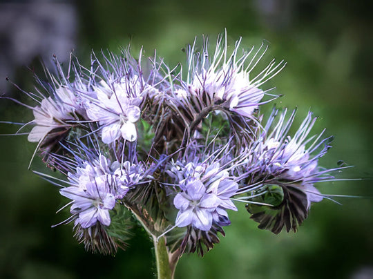 Phacelia tanecetifolia - Salt Spring Seeds