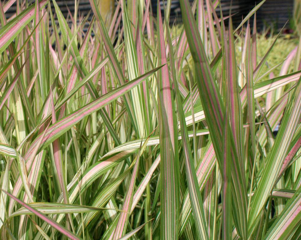 Ribbon Grass - Strawberries & Cream, 1 Pack