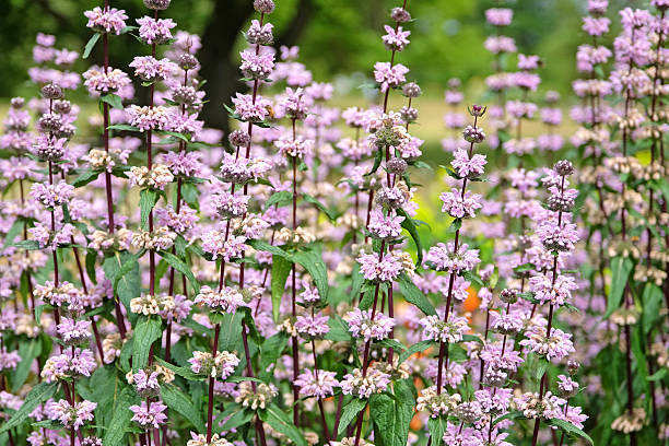 Phlomis tuberosa - Amazone, 1 Pack