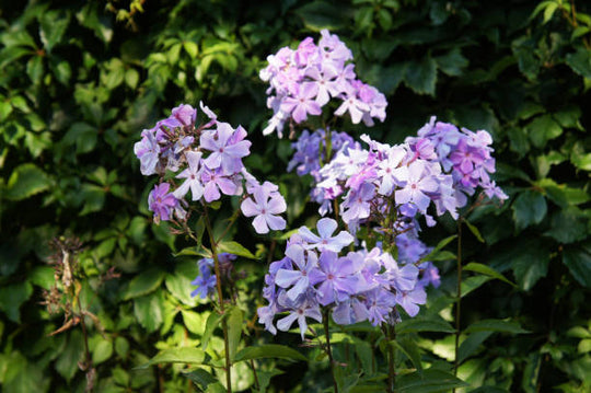 Phlox - Blue Flame, 1 Pack