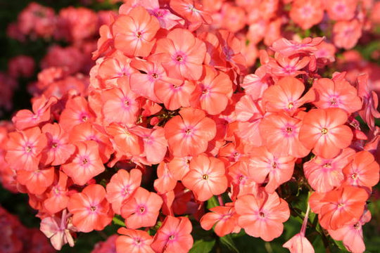 Phlox - Coral Flame, 1 Pack