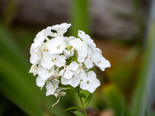 Phlox - David, 1 Pack