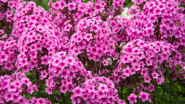 Phlox - Flame Pro Babydoll, 1 Pack