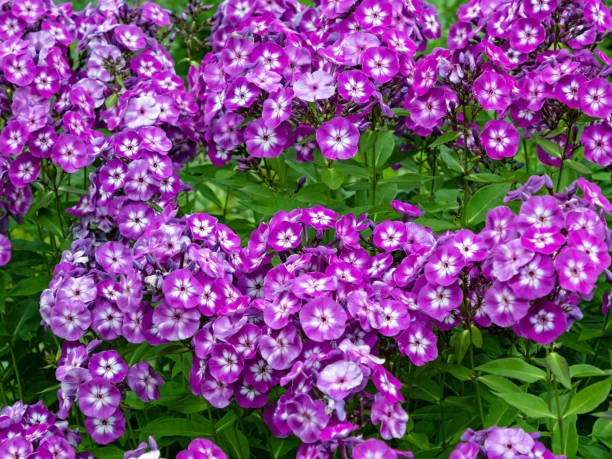 Phlox - Flame Pro Purple, 1 Pack