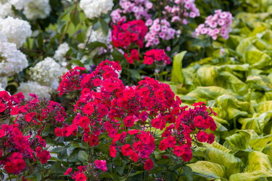 Phlox - Red Flame, 1 Pack