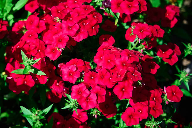 Phlox - Red Flame, 1 Pack
