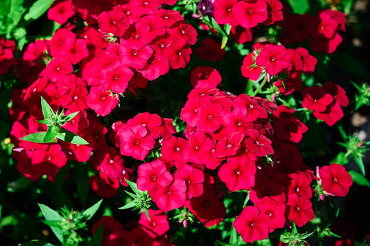 Phlox - Red Flame, 1 Pack
